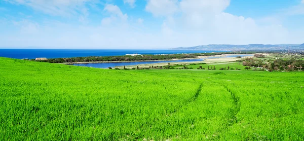 Champ vert au bord de la côte en Sardaigne — Photo