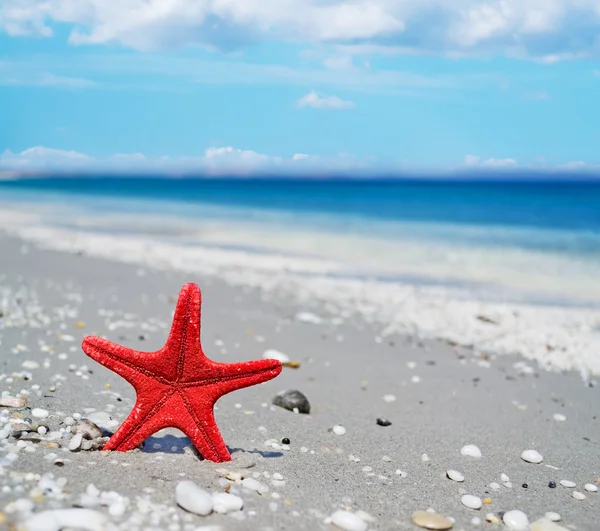 Estrela-do-mar vermelha na costa — Fotografia de Stock