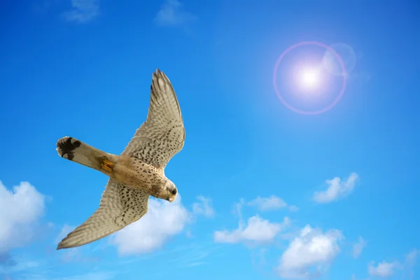 Naumanni hawk under a bright sun — Stock Photo, Image