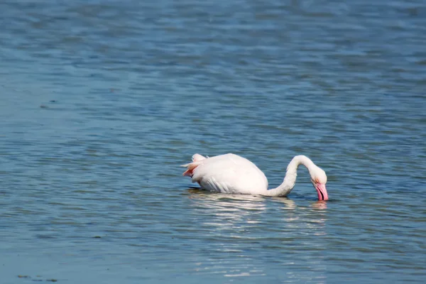 Flamingo sedí ve vodě — Stock fotografie
