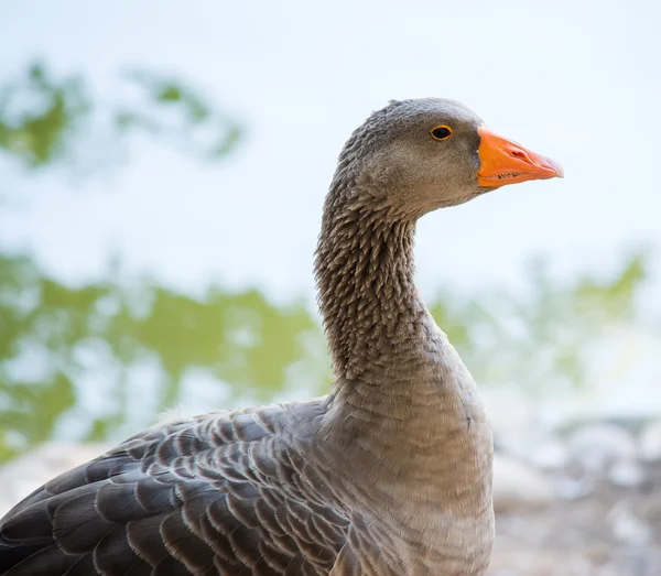 Perto de um pato cinza — Fotografia de Stock