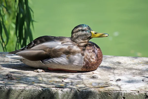 Kachna sedí na malé zeď — Stock fotografie