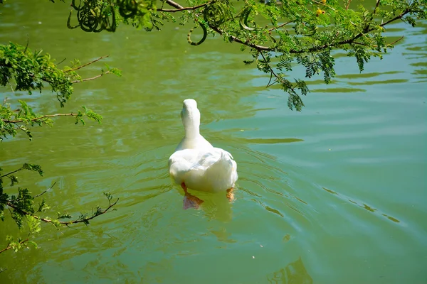 Arkadan görünüşü Yüzme beyaz ördek — Stok fotoğraf