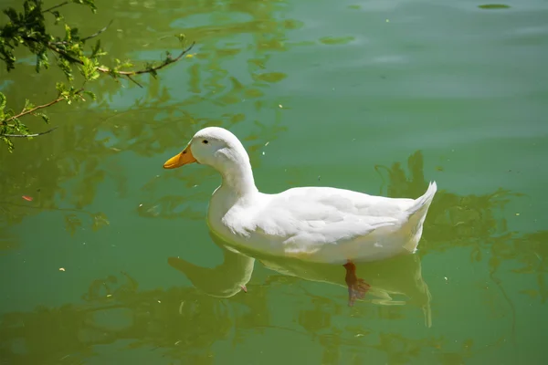 Yeşil bir gölde yüzen beyaz ördek — Stok fotoğraf