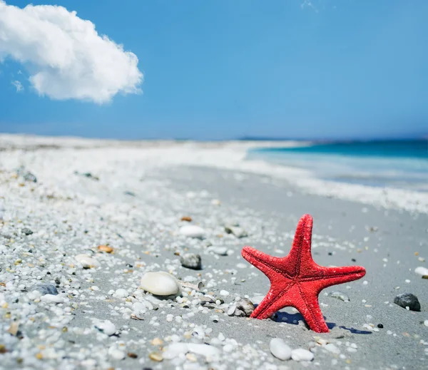 Červené hvězdice na pobřeží — Stock fotografie