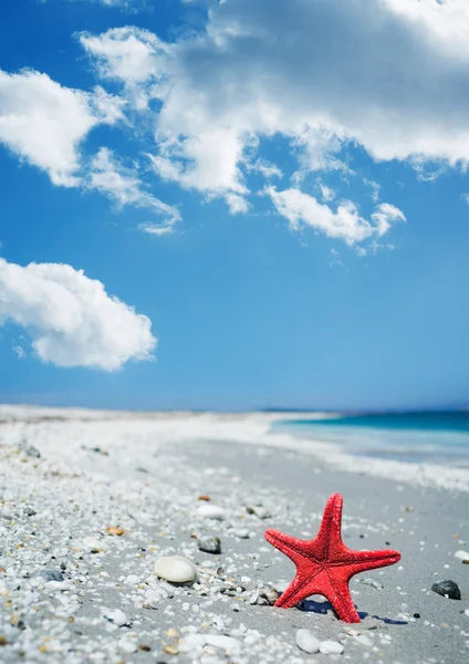 Estrela-do-mar vermelha na costa — Fotografia de Stock