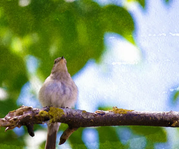 Pardal em uma árvore verde — Fotografia de Stock