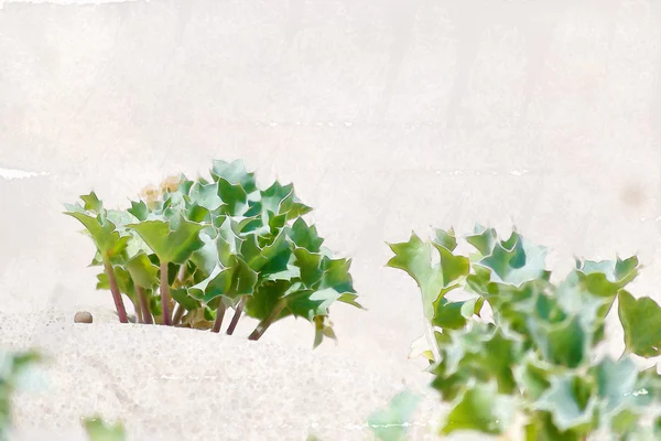 Succulent plants in the sand — Stock Photo, Image