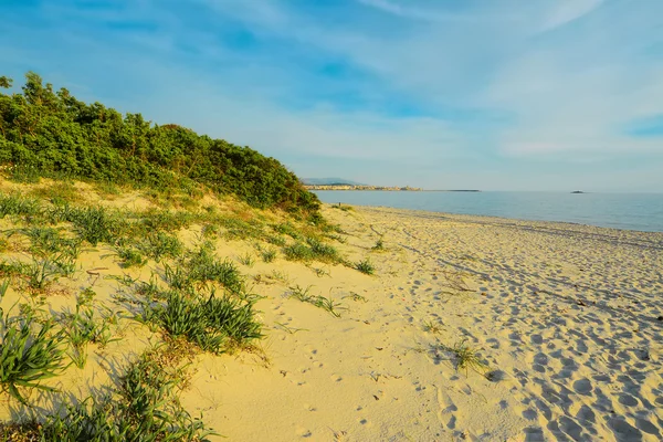 Golden shore at sunset — Stock Photo, Image