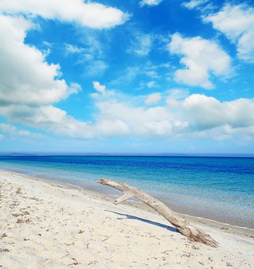Beyaz bir bulutlu gün tropik sahilde dalgaların karaya attığı odun