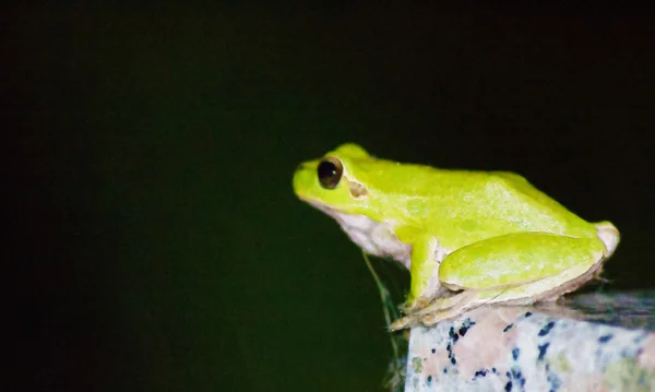 绿色的青蛙，坐在花冈石桌上 — 图库照片