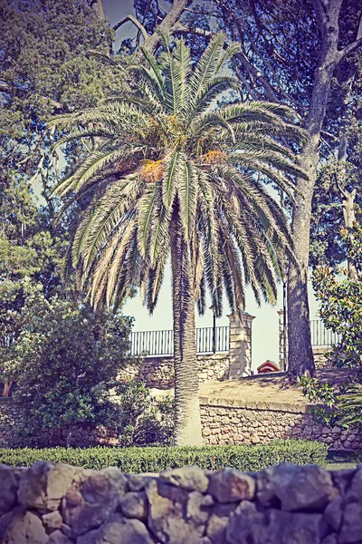 Palmera en el parque en efecto vintage — Foto de Stock