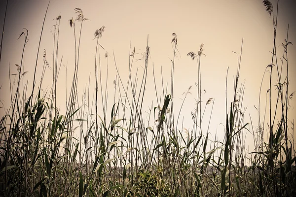 Cañas por orilla del lago en Cerdeña —  Fotos de Stock