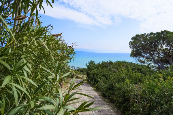 Växter och promenad väg i Le Bombarde beach — Stockfoto