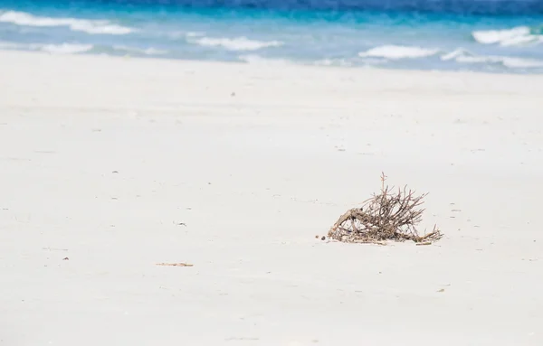 Torr gren på en vit strand — Stockfoto