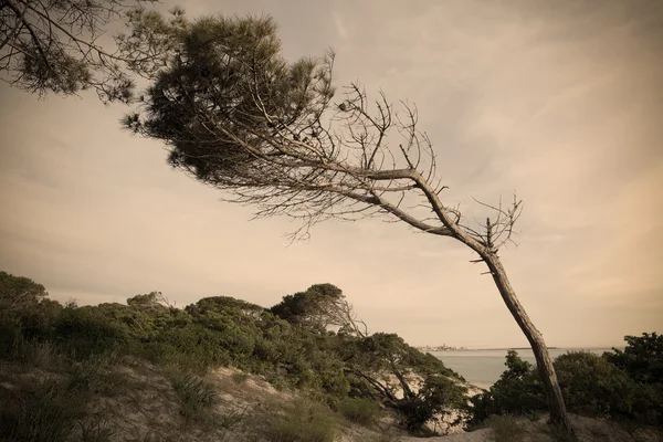 Соснове дерево біля моря в старовинному ефекті — стокове фото