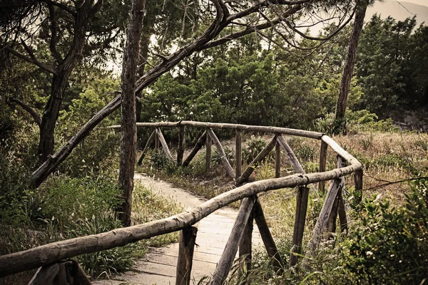 Houten pad in het dennenbos in vintage effect — Stockfoto