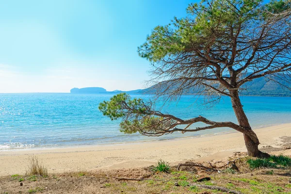 Pino in riva al mare in spiaggia Mugoni — Foto Stock