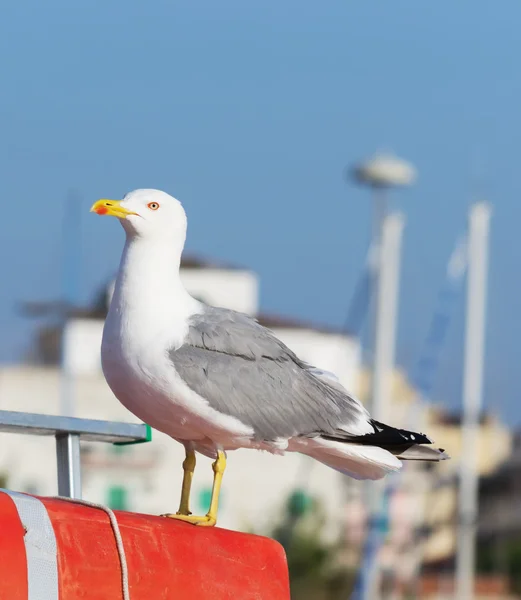 Primo piano di un gabbiano in piedi su una barca — Foto Stock