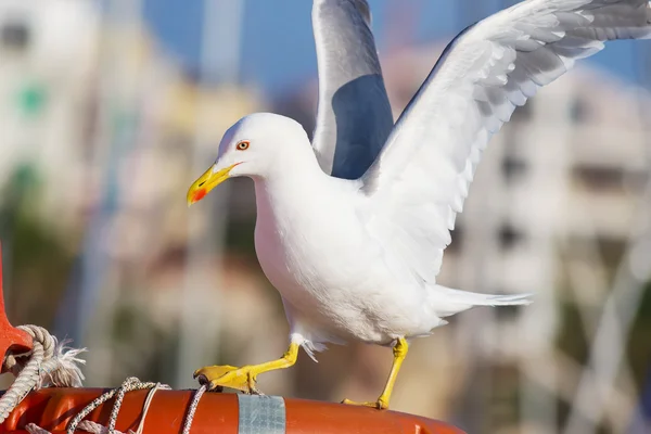 Gaviota aterrizando en un barco — Foto de Stock