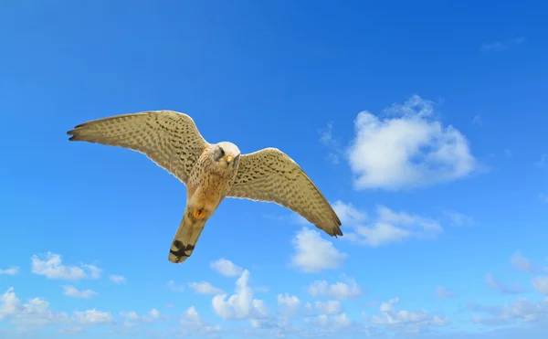 Halcón volador bajo un cielo azul — Foto de Stock