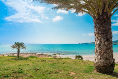Palmiye ağaçları Le Bombarde kıyı tarafından