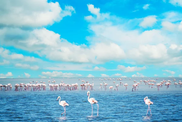 Stada flamingów w stawie — Zdjęcie stockowe