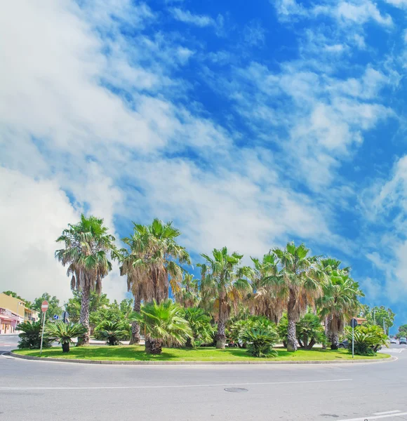 Palms in a roundabout under a cloudy sky — Stock Photo, Image