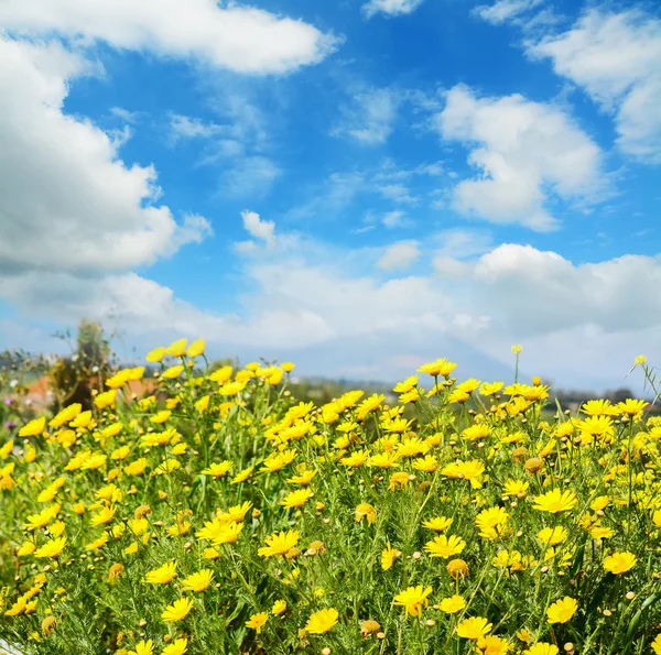 Yellow flowers under a blue sky — Stock Photo, Image