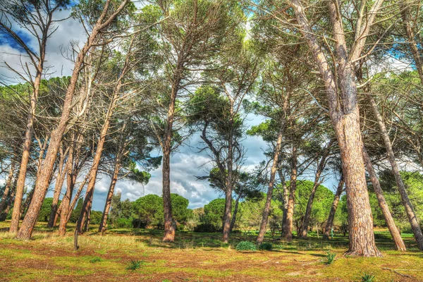 Kiefernwald unter wolkenverhangenem Himmel in Mugoni in hdr — Stockfoto