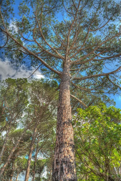 Pino sotto un cielo azzurro in pineta Mugoni — Foto Stock