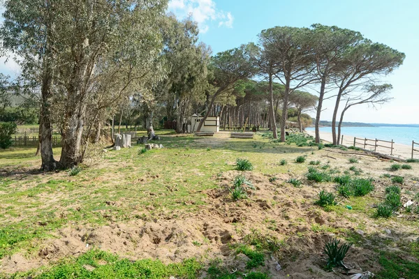 Pinienwald am Meer in Mugoni Strand — Stockfoto