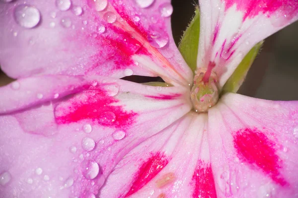 Розовый герань с капельками воды — стоковое фото