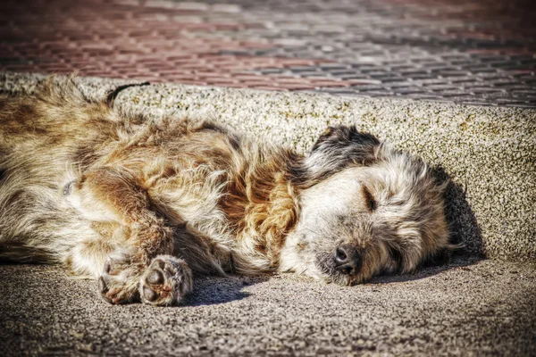 Zavřete psa spát na ulici v hdr — Stock fotografie
