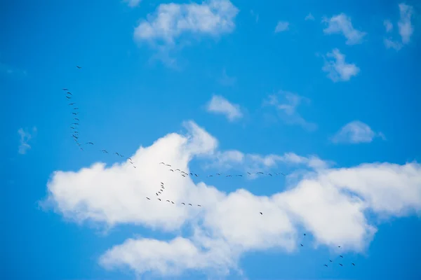 Flock a kormoránok repülés alatt felhők — Stock Fotó