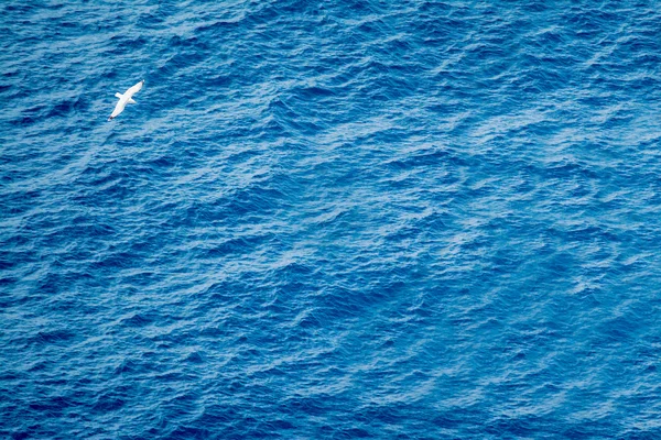 Gaviota volando sola sobre el mar —  Fotos de Stock