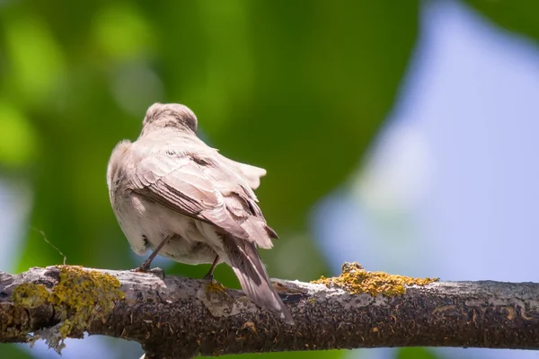 ウォルナットの枝に雀 — ストック写真