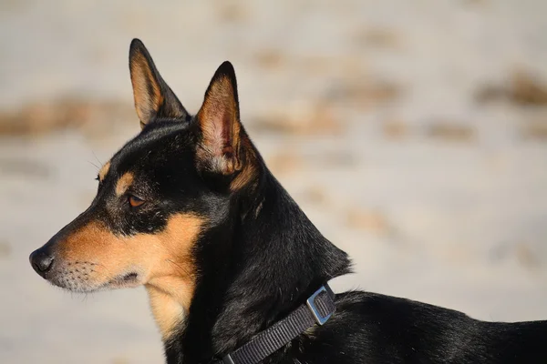 Retrato de um cão preto e amarelo — Fotografia de Stock