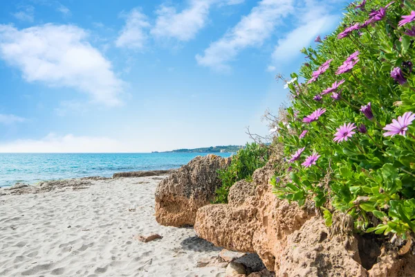 Flores cor-de-rosa na praia de Le Bombarde — Fotografia de Stock