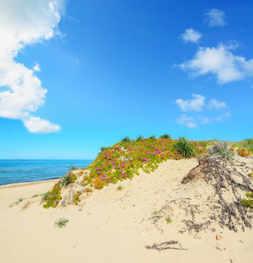 Platamona Beach pembe çiçekler