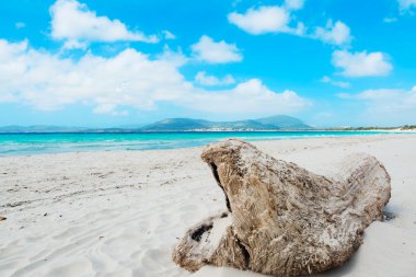 dalgaların karaya attığı odun sahile maria pia Beach tarafından