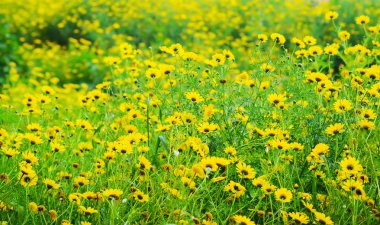 Papatya sarı ve yeşil alan