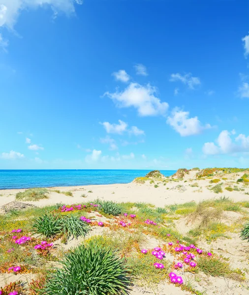 Pembe çiçekler bahar platamona Beach — Stok fotoğraf