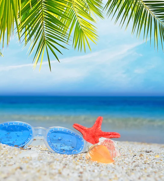 Goggles and shells under a palm tree — Stock Photo, Image