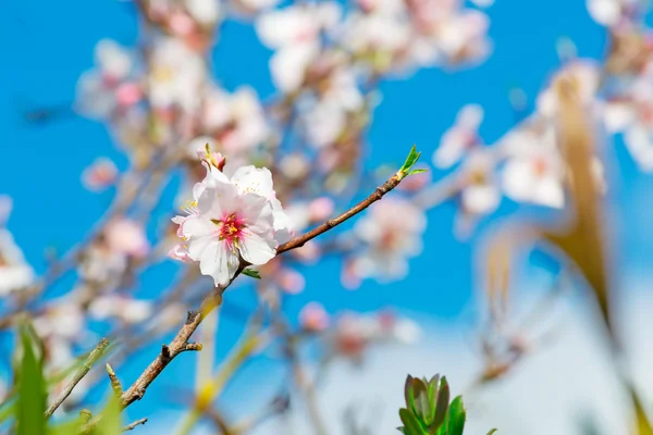Nahaufnahme einer Mandelblüte — Stockfoto