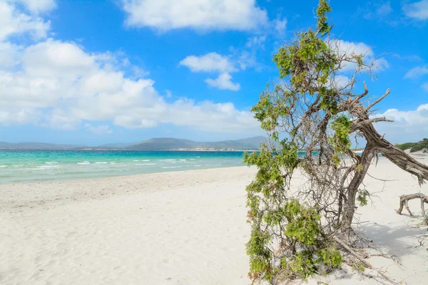 Pinheiro junto ao mar na praia de Maria Pia — Fotografia de Stock