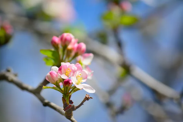 apple flower close up