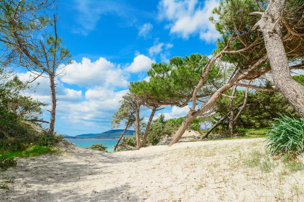 Tallar av Alghero strandlinjen — Stockfoto