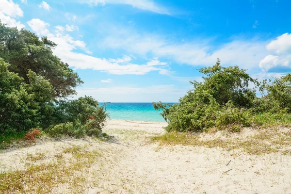 Plantas pela costa em Alghero — Fotografia de Stock