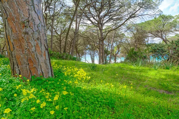 Сосни і трава біля моря — стокове фото
